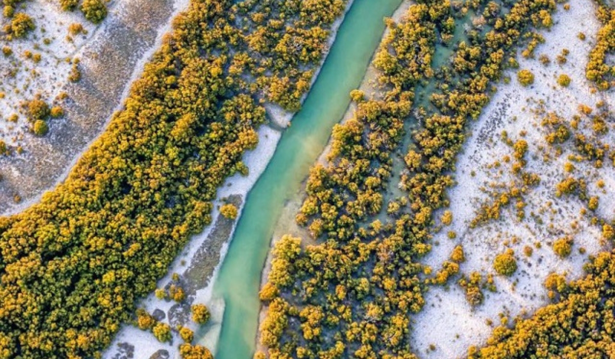Mangrove Green Belt Project